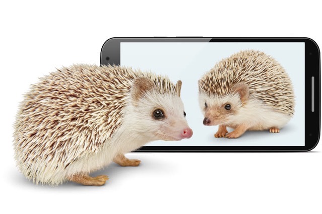 SocialPurpose Hedgehogs 750x500